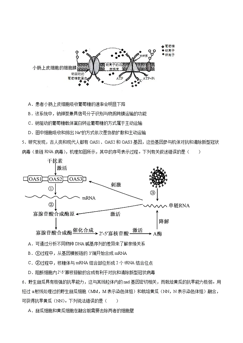 四川省字节精准教育联盟2026届高三上学期1月第二阶段学情调研测试生物试题（Word版附答案）第2页