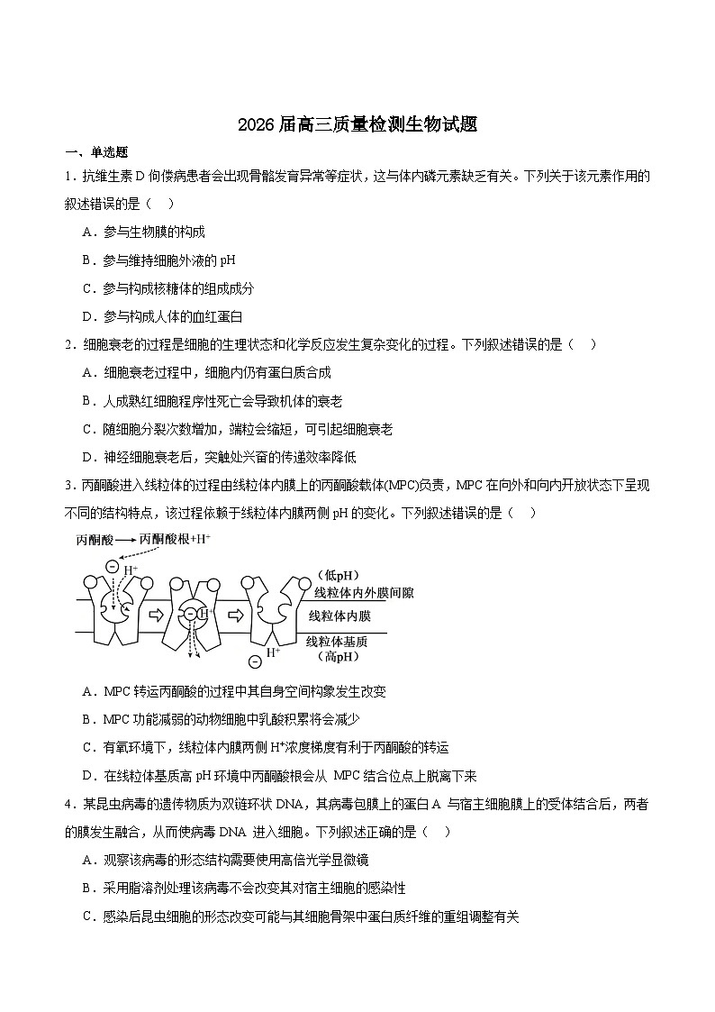 河南省豫西北教研联盟（平许济洛）2026届高三上学期1月质量检测生物试卷（Word版附答案）第1页