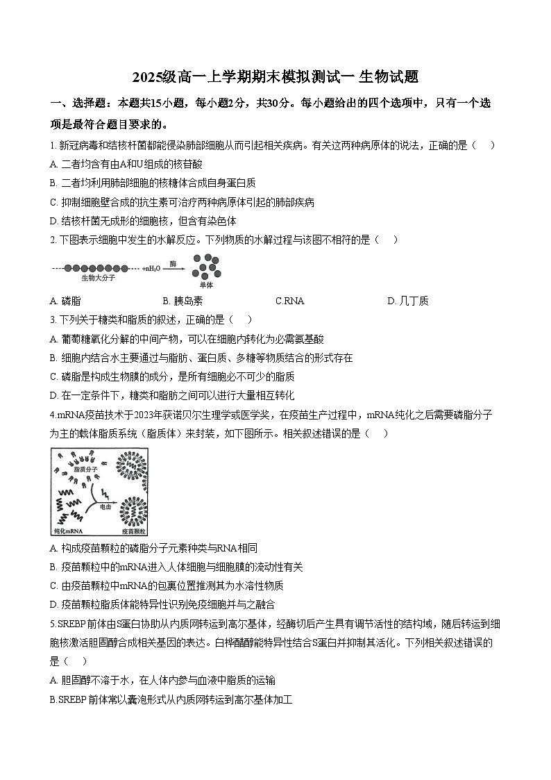 山东省德州市某校2025_2026学年高一上学期期末模拟测试一生物试题（文字版，含答案）第1页