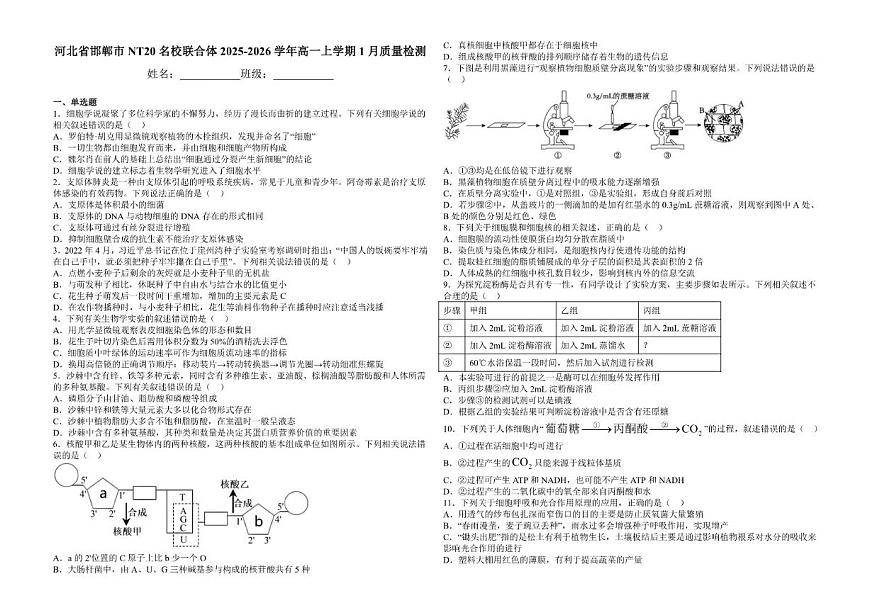 2025-2026学年河北省邯郸市NT20名校联合体高一上学期1月质量检测生物学（含答案）试卷第1页