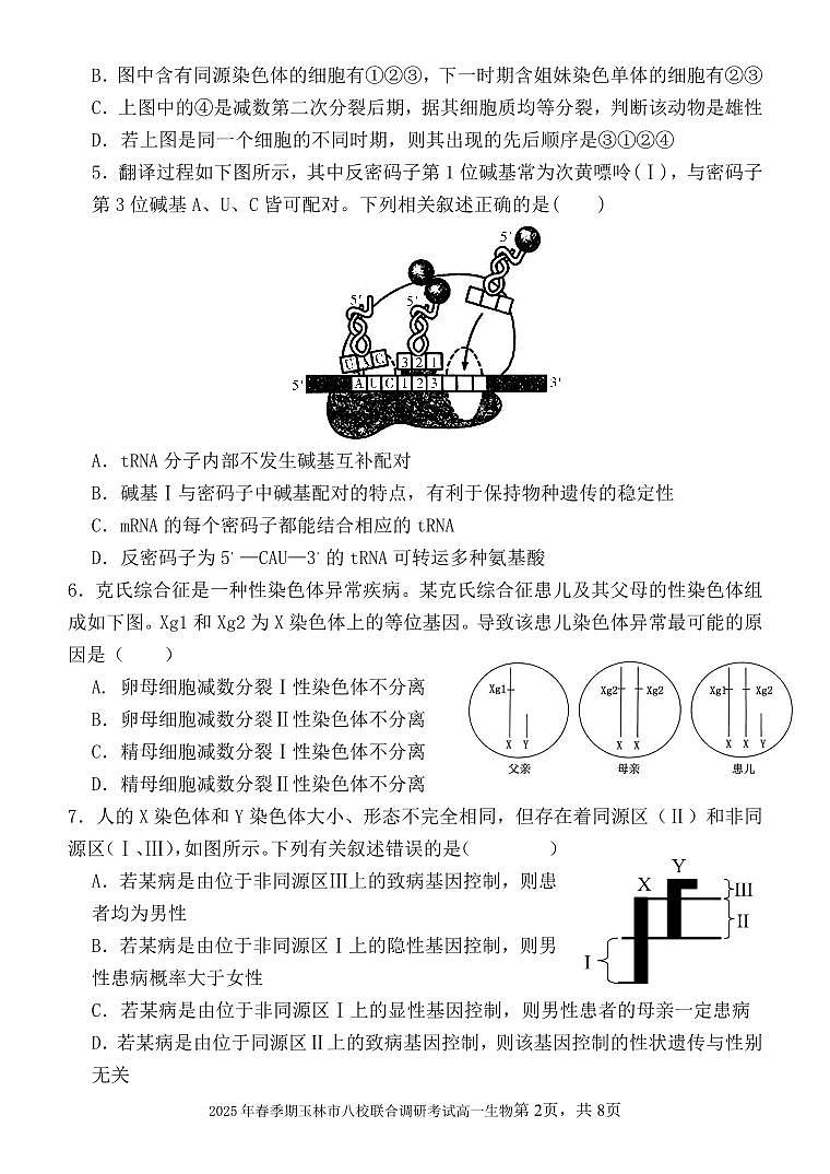 广西玉林市八校2024-2025学年高一下学期4月期中联合调研测试生物试卷（无答案）第2页