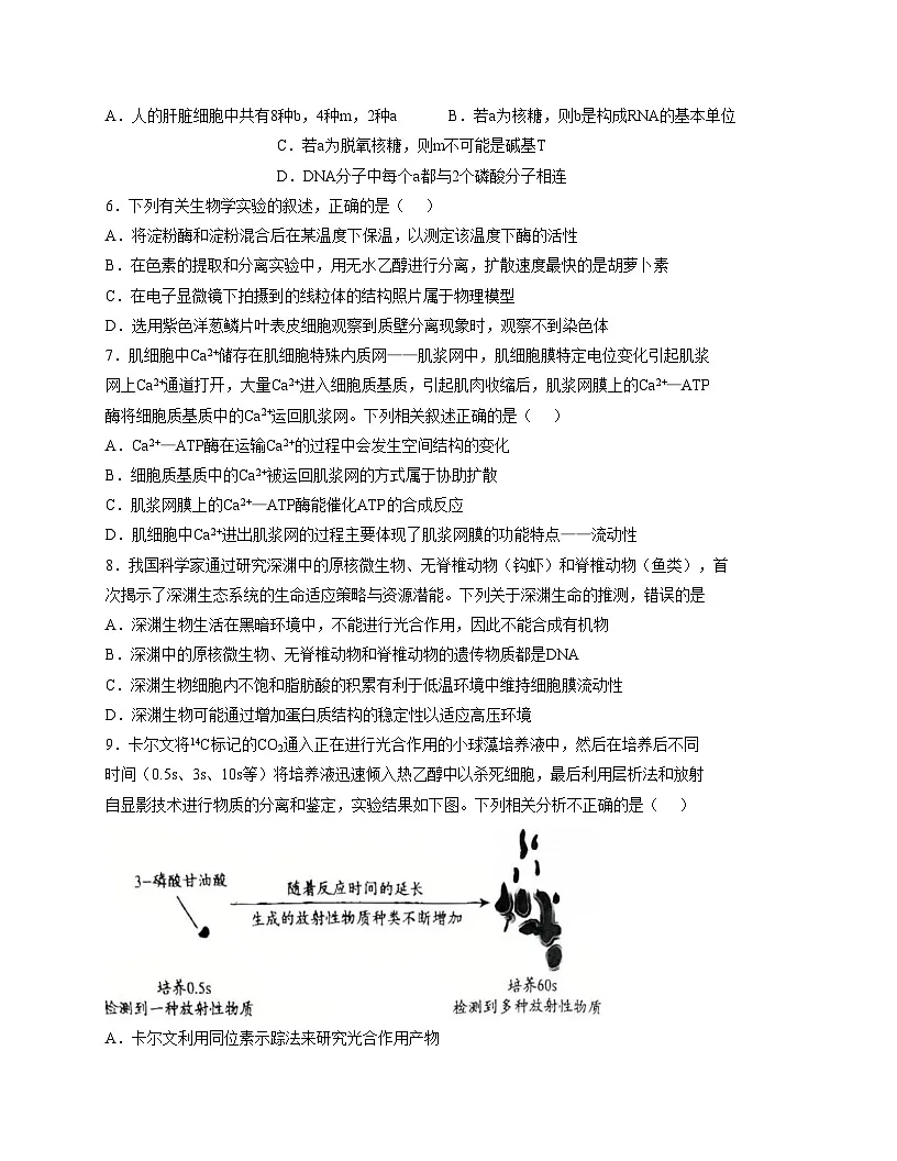 广东省揭阳市普宁市第二中学2025_2026学年高一上学期第二次月考生物试题（文字版，含答案）第2页