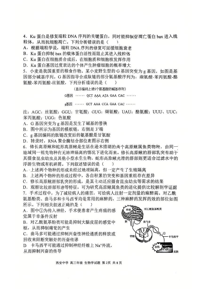 陕西省西安市新城区陕西省西安中学2025-2026学年高三上学期1月期末生物试题第2页