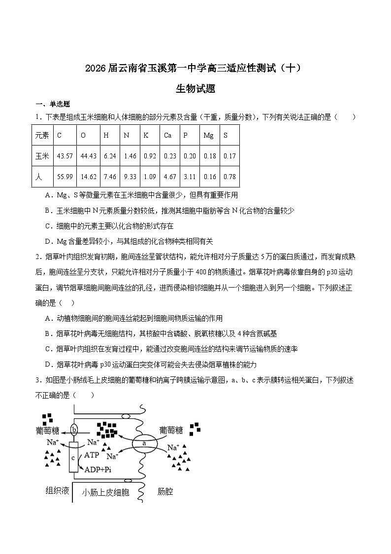 云南省玉溪第一中学2026届高三上学期适应性测试（十）生物试题（Word版附答案）第1页