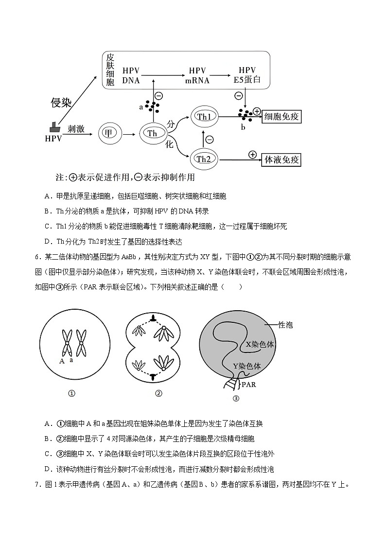 云南省玉溪第一中学2026届高三上学期适应性测试（十）生物试题（Word版附答案）第3页