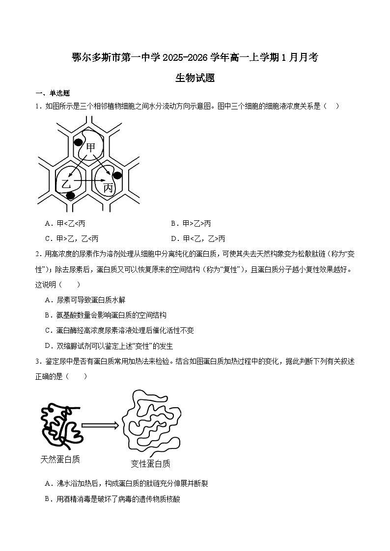 内蒙古鄂尔多斯市第一中学2025-2026学年高一上学期1月月考生物试题（Word版附答案）第1页