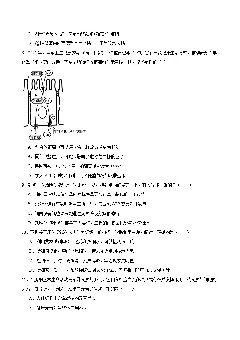 内蒙古集宁一中2025-2026学年高一上学期12月月考生物试题（Word版附答案）第3页