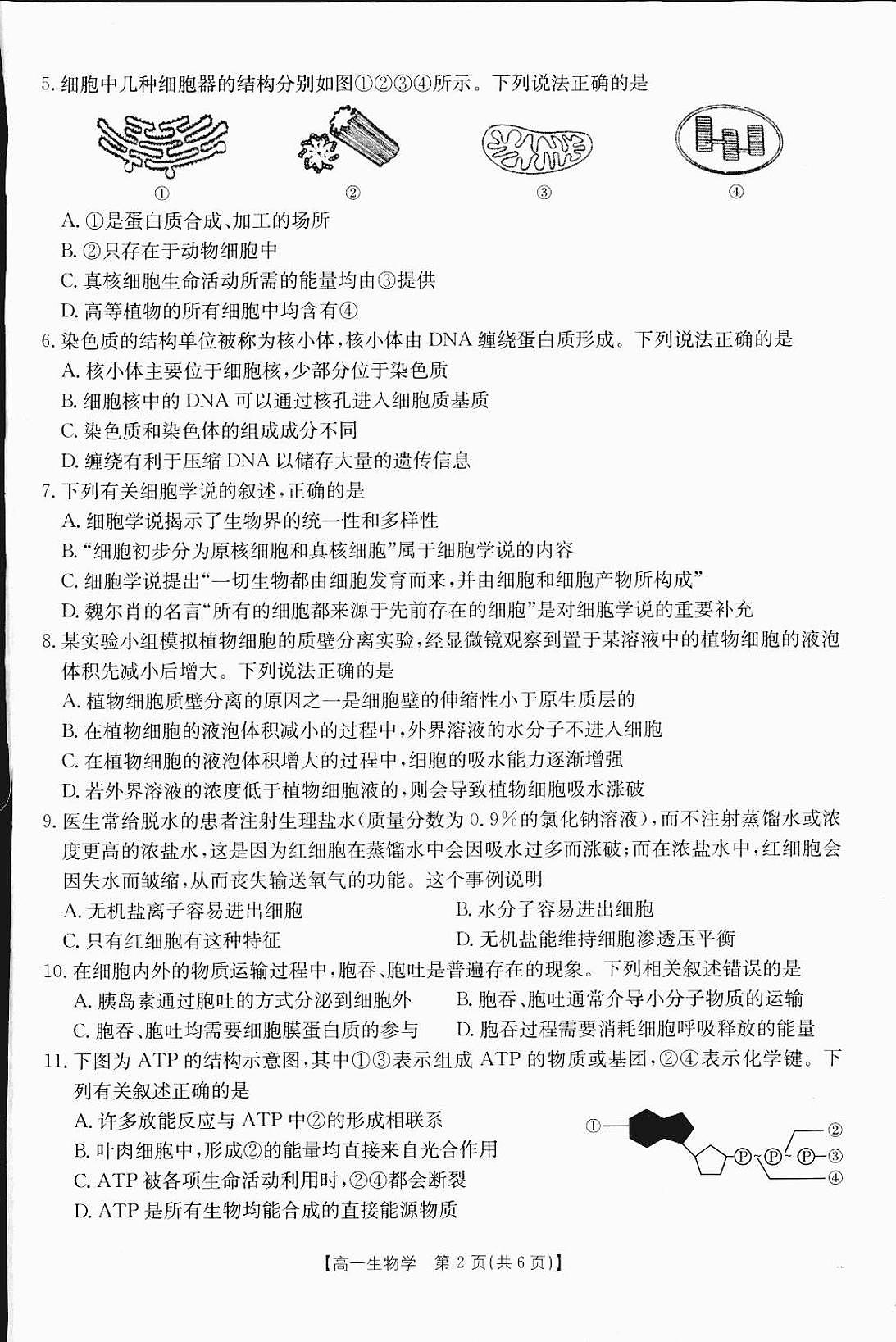 广西部分学校2024-2025学年高一上学期12月阶段性考试生物试题（无答案）第2页