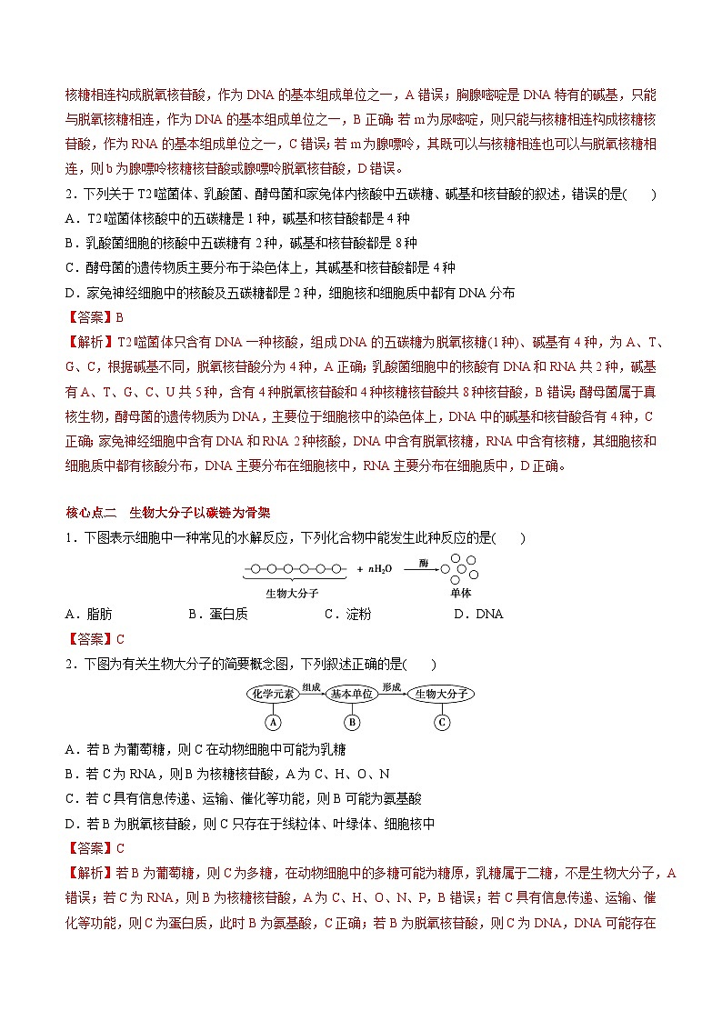 2.5 核酸是遗传信息的携带者（课后练习）--2025-2026学年高一上学期《生物》（人教版）必修1第3页