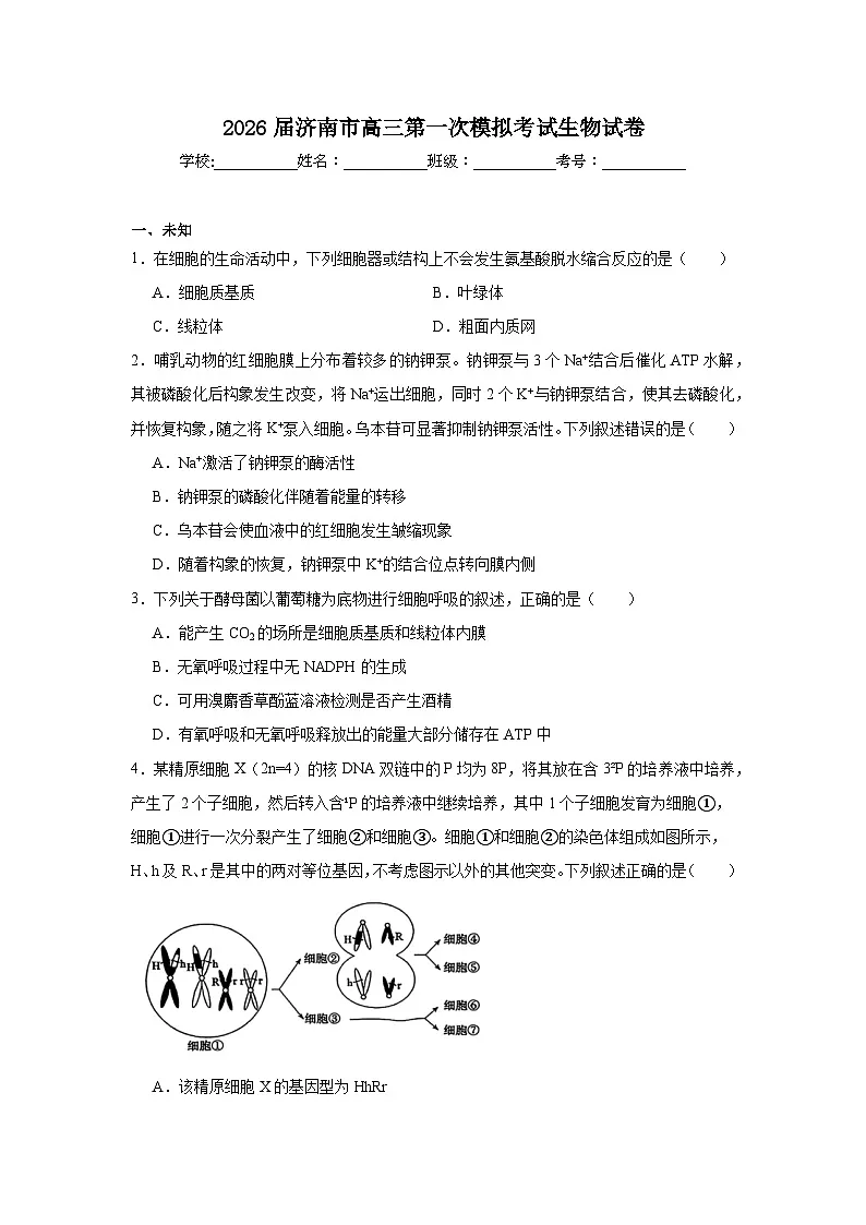 2026年济南市高三第一次模拟考试生物试卷（无答案）第1页
