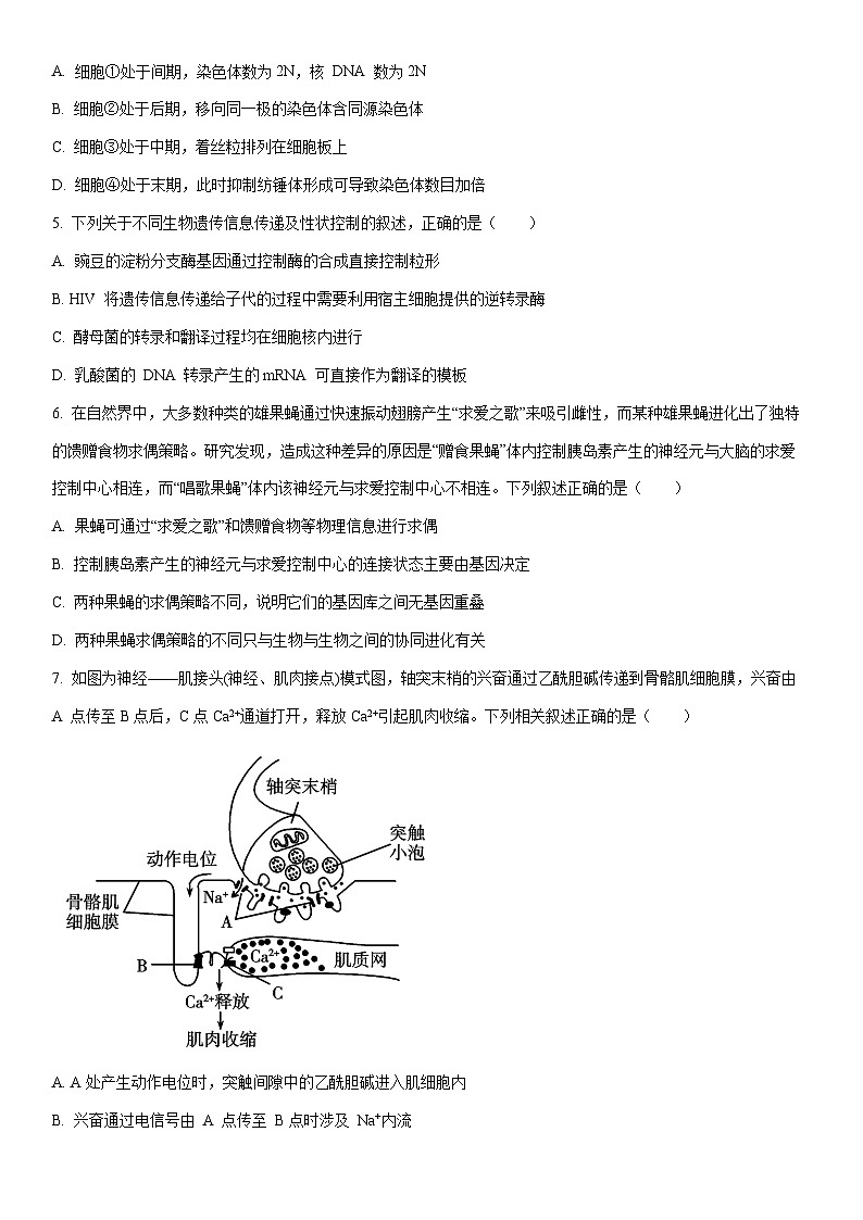 2026届河北省八校联考高三上学期一模生物试卷（学生版）第2页
