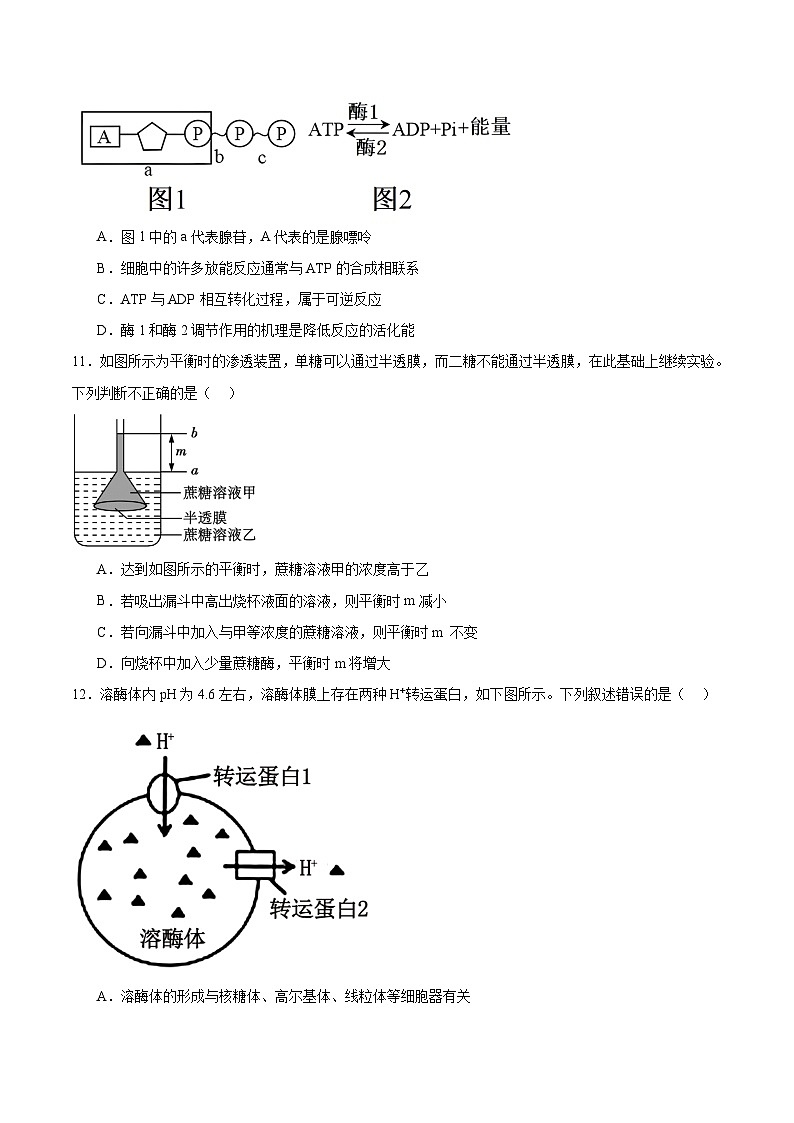 江苏省泰州中学2025-2026学年高一上学期第二次质量检测生物试题（Word版附答案）第3页