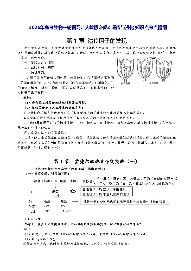 2026年高考生物一轮复习：人教版必修2 遗传与进化 知识点考点提纲 讲义第1页