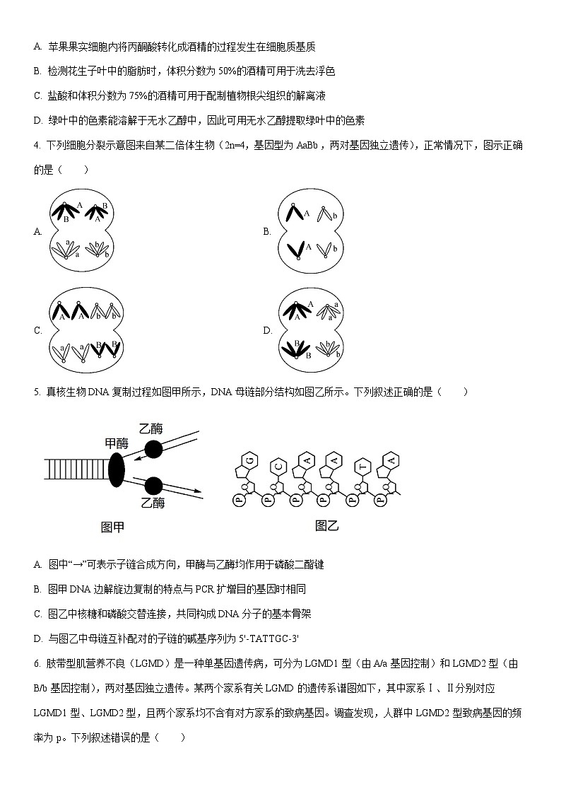 安徽省华师联盟2025-20206学年高三上学期1月质量检测生物试卷（学生版）第2页