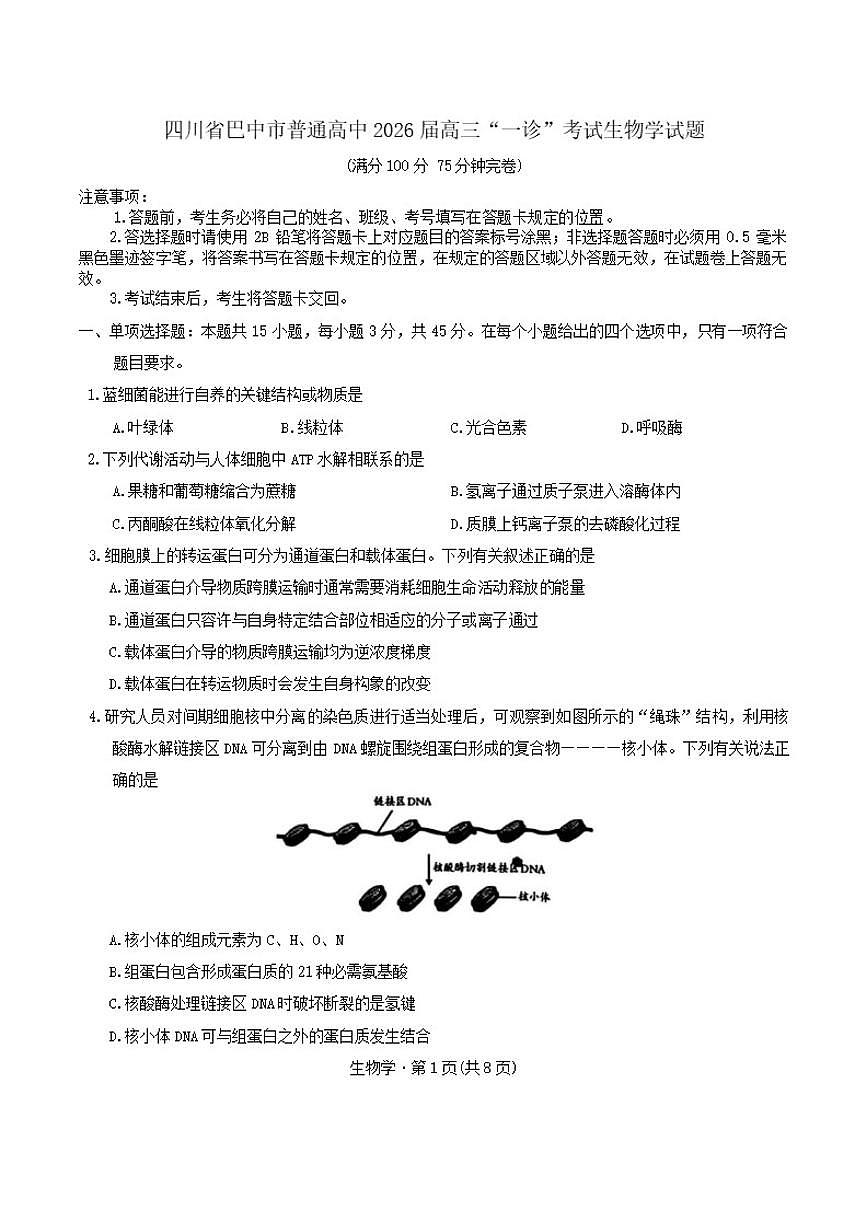 2026届四川省巴中市普通高中高三“一诊”考试生物学试题（含答案）第1页