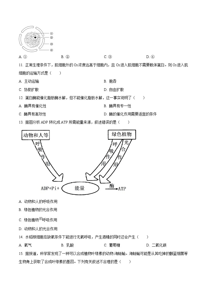 江苏省四市十一校联盟2024-2025学年高二上学期12月阶段联测生物试卷（有答案）第2页