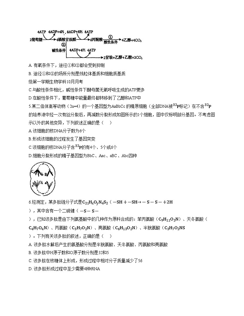 天津市河东区七中2025_2026学年高三上学期第一次月考生物试卷(文字版含答案)第2页