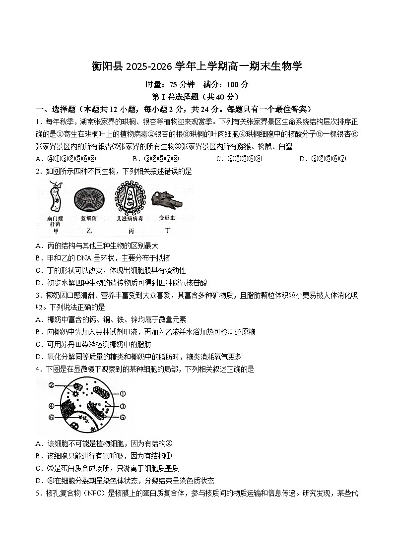 湖南省衡阳市衡阳县2025-2026学年高一上学期期末生物试卷（含答案）第1页