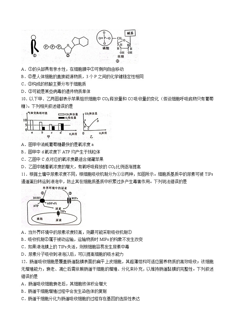 湖南省衡阳市衡阳县2025-2026学年高一上学期期末生物试卷（含答案）第3页