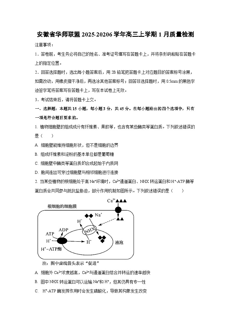 【生物】安徽省华师联盟2025-20206学年高三上学期1月质量检测（学生版）第1页