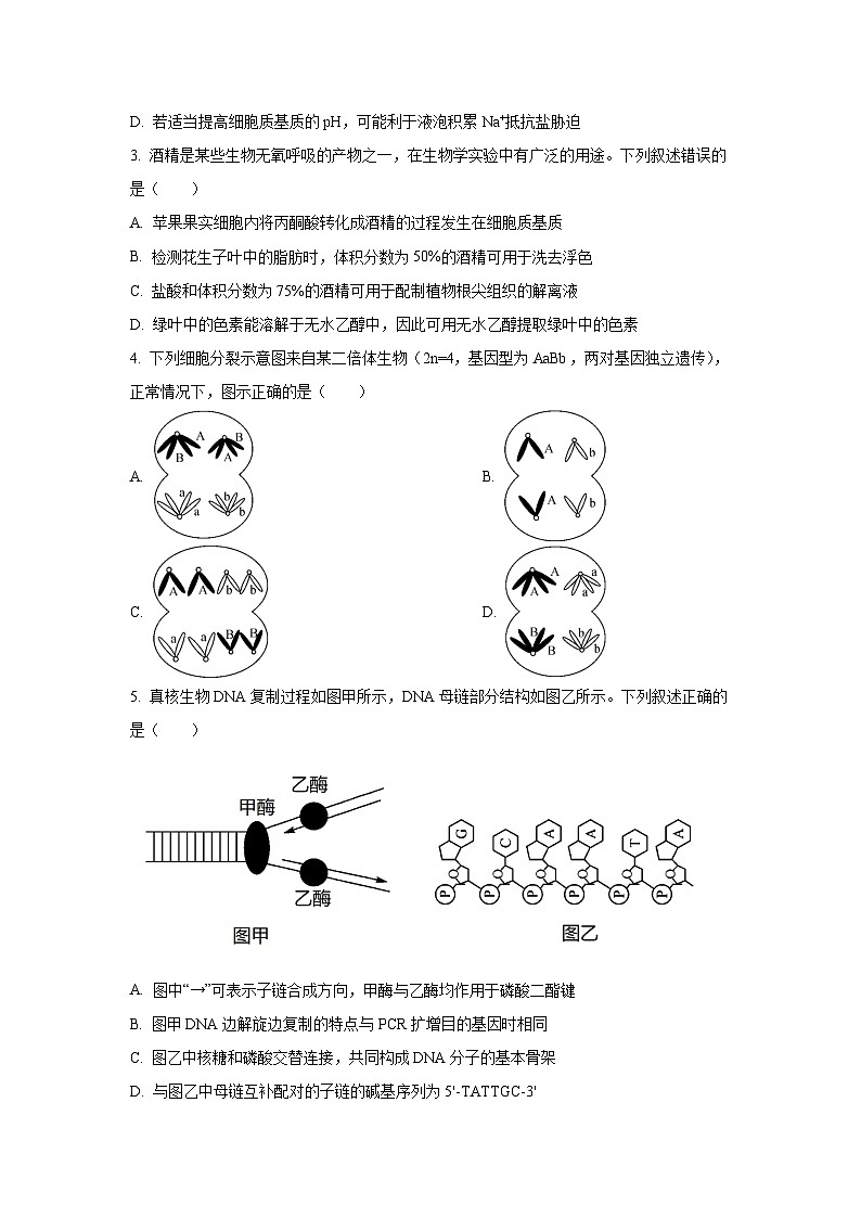 【生物】安徽省华师联盟2025-20206学年高三上学期1月质量检测（学生版）第2页