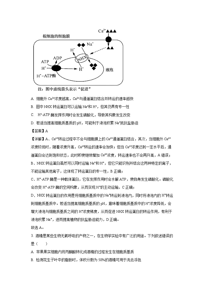 【生物】安徽省华师联盟2025-20206学年高三上学期1月质量检测（解析版）第2页