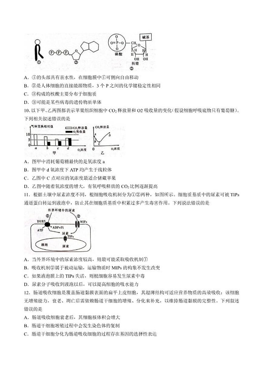 2025-2026学年湖南省衡阳市衡阳县高一上学期期末生物试卷（含答案）第3页