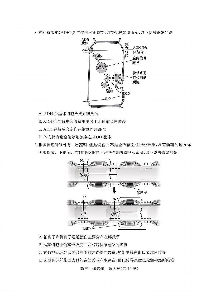 生物丨山东省枣庄市2026届高三上学期2月质量检测试卷及答案第3页