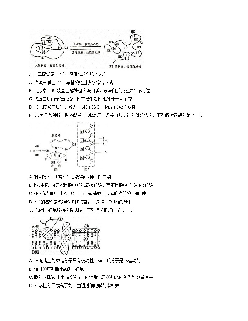 广东省广州市实验外语学校2025_2026学年高一上学期期中测试生物试卷（文字版，含答案）第3页