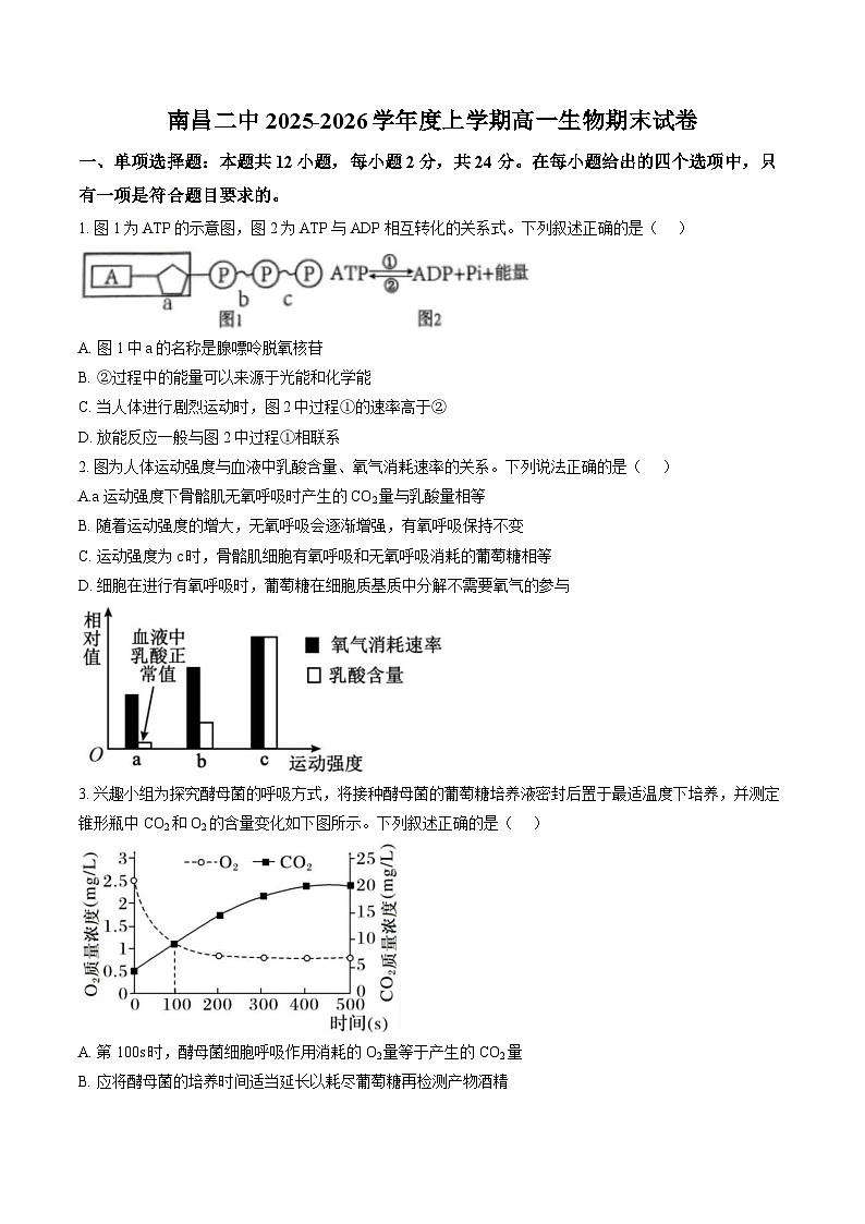 江西省南昌市东湖区南昌市第二中学2025-2026学年高一上学期2月期末生物试题第1页