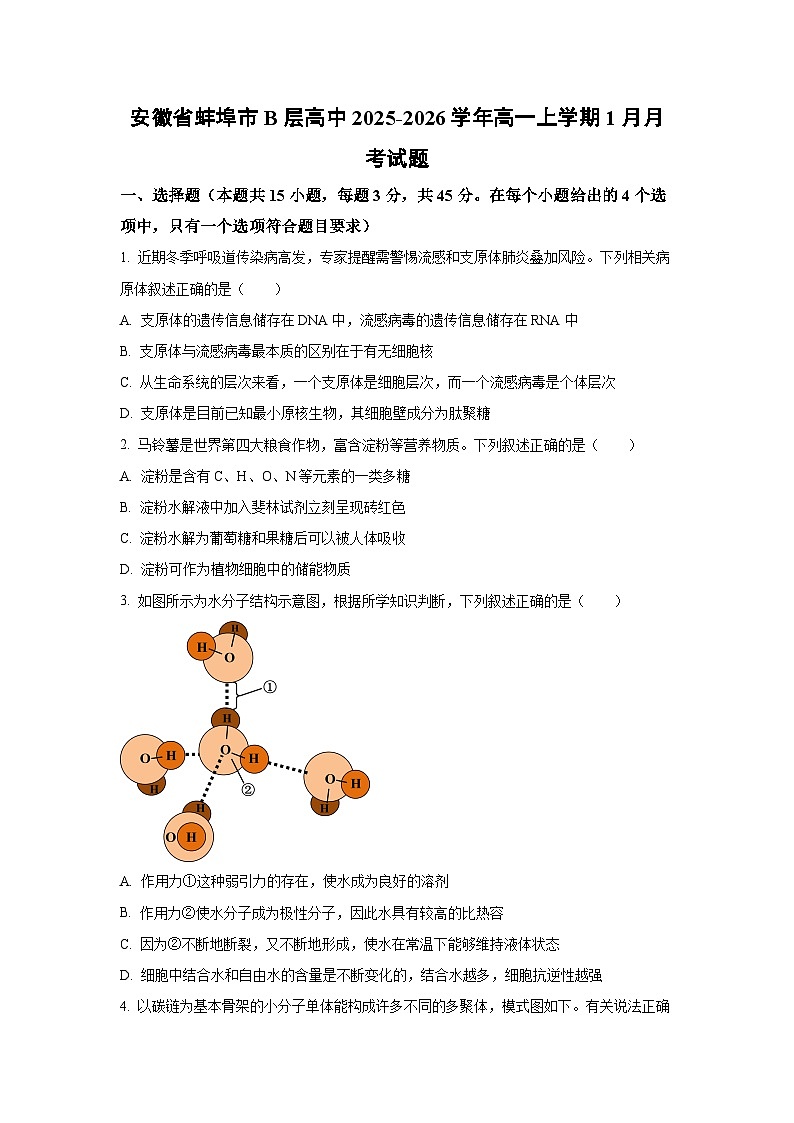 【生物】安徽省蚌埠市B层高中2025-2026学年高一上学期1月月考试题（学生版）第1页