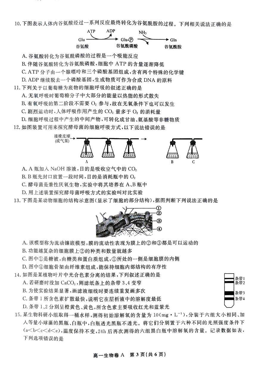 安徽亳州市部分高中2025-2026学年高一上学期末质量检测生物试题第3页