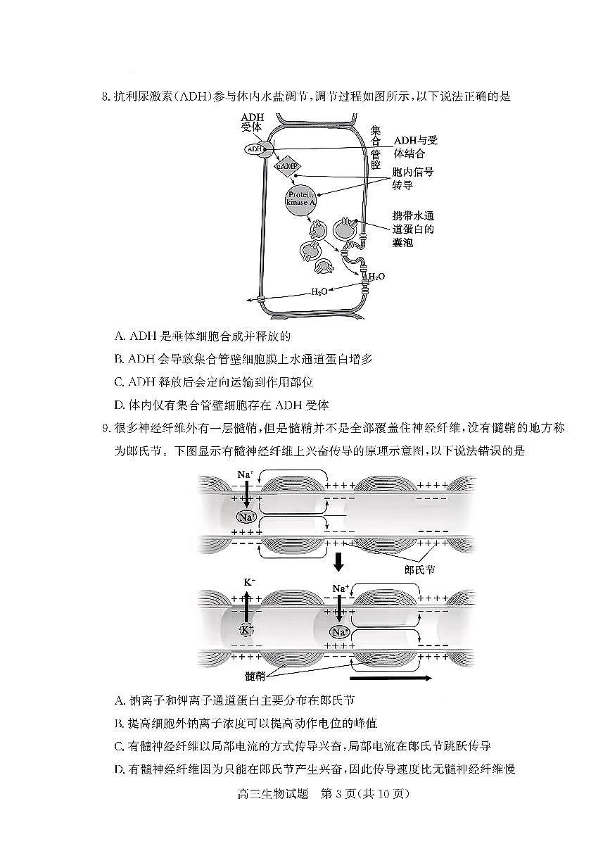 枣庄市2026届高三第一学期2月质量检测生物试卷+答案第3页