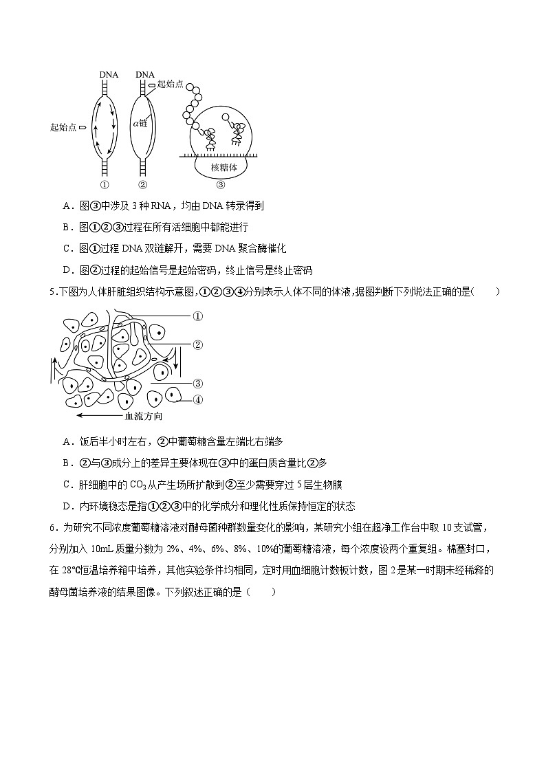 四川省字节精准教育联盟2025-2026学年度高三上期1月期末考试生物试卷（Word版附答案）第2页