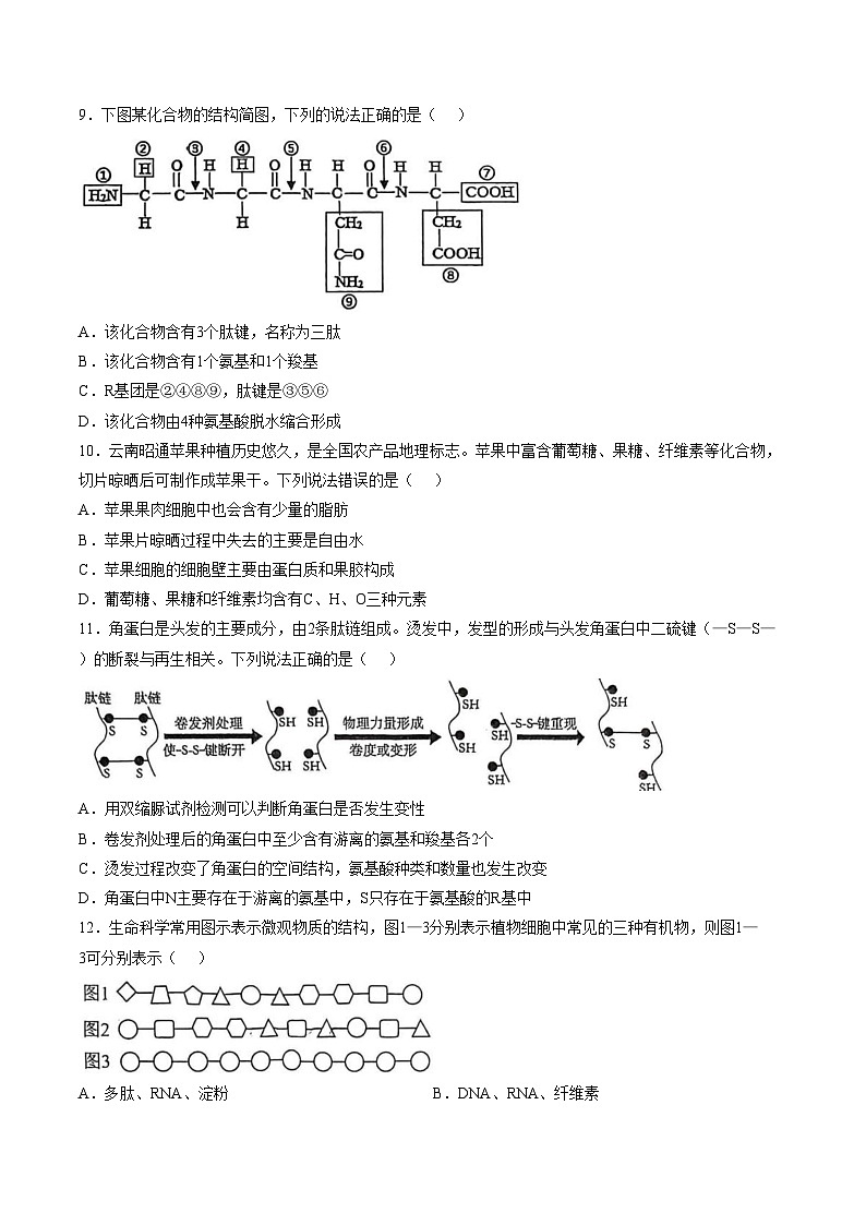 广东省深圳实验学校高中园2025_2026学年度第一学期三段考高一生物学（文字版，含答案）第3页
