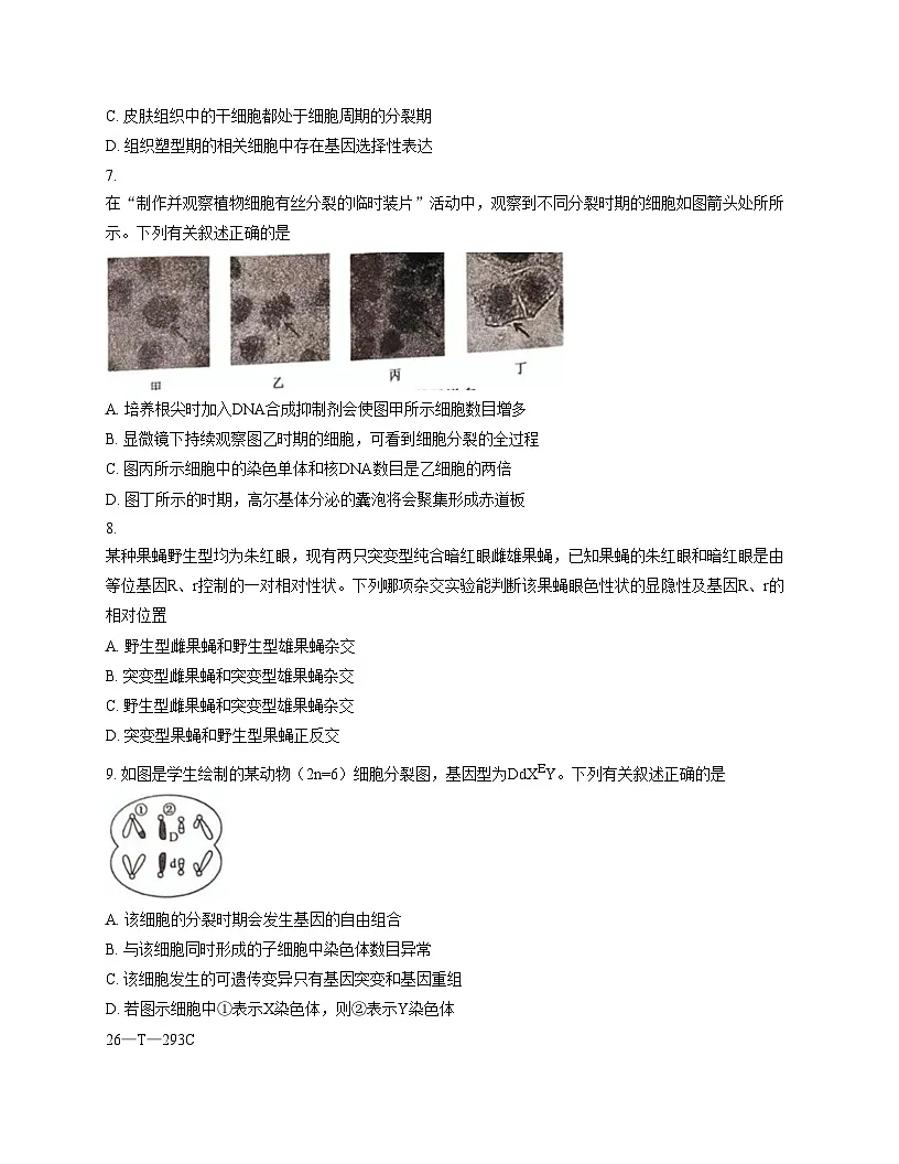 吉林省四平市实验中学2025_2026学年高三上学期第三次月考生物试卷（文字版，含答案）第3页