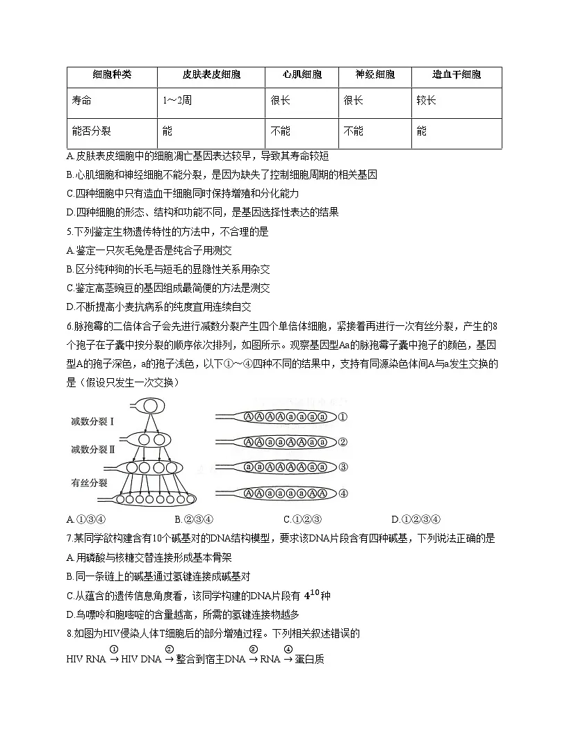 河北省邢台市卓越联盟2025_2026学年高三上学期12月期中生物试题（文字版，含答案）第2页