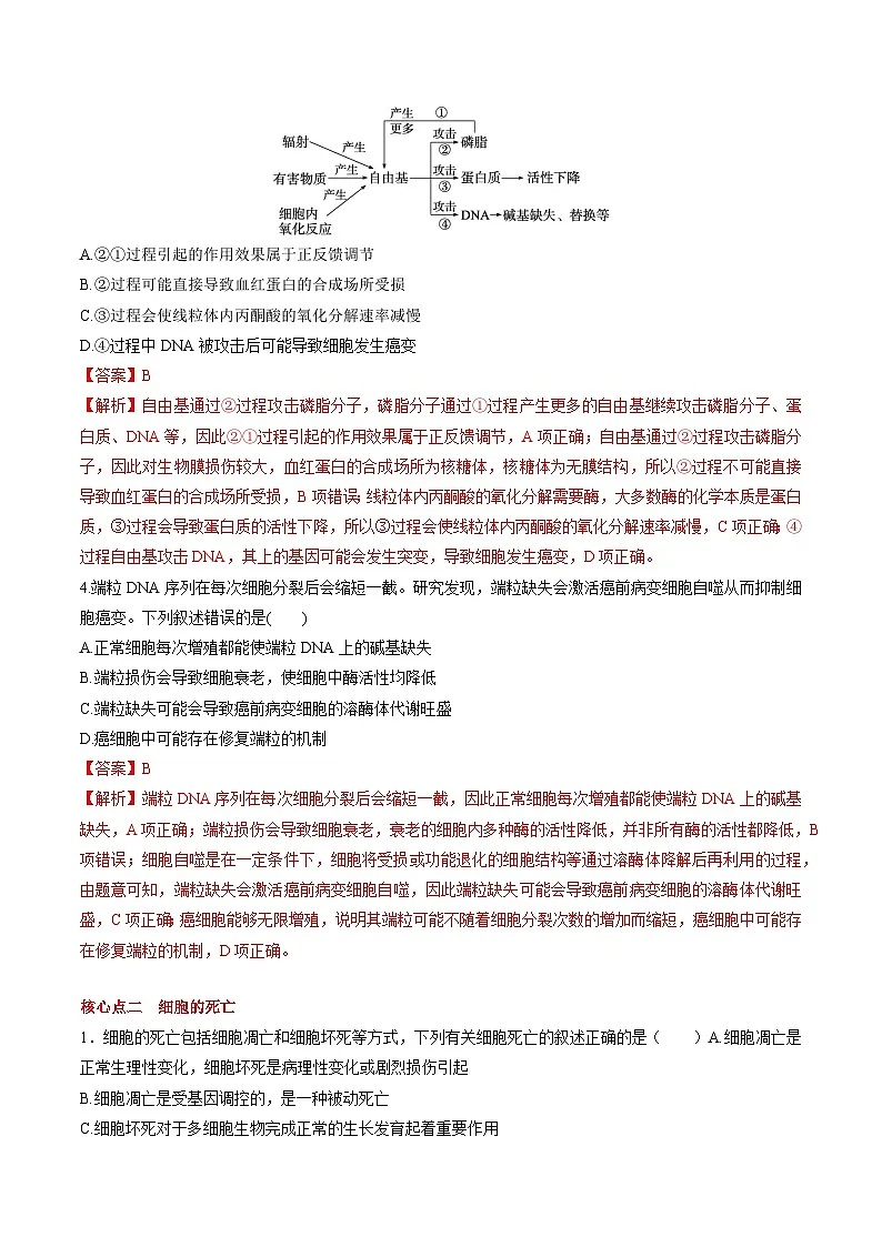 6.3 细胞的衰老和死亡（课后练习）---2025-2026学年高一上学期《生物》（人教版）必修1第3页