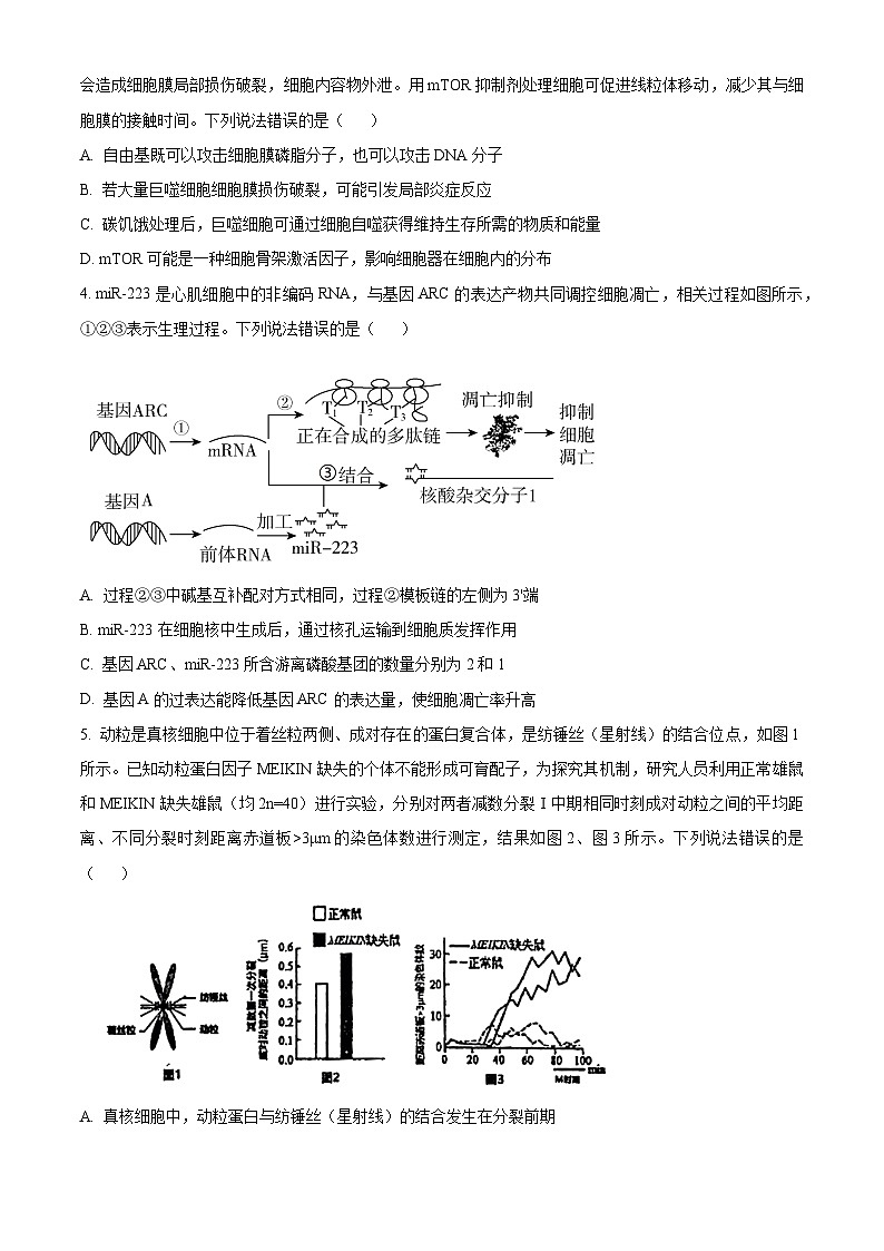 山东青岛市2025-2026学年度第一学期期末学业水平检测高三生物试题（试卷+解析）第2页