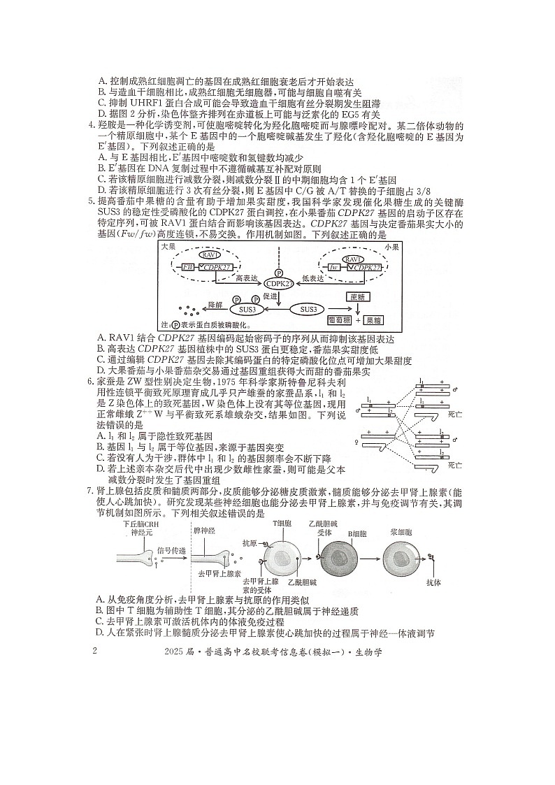 湖南省2025届普通高中名校联考信息卷（模拟一）生物第2页
