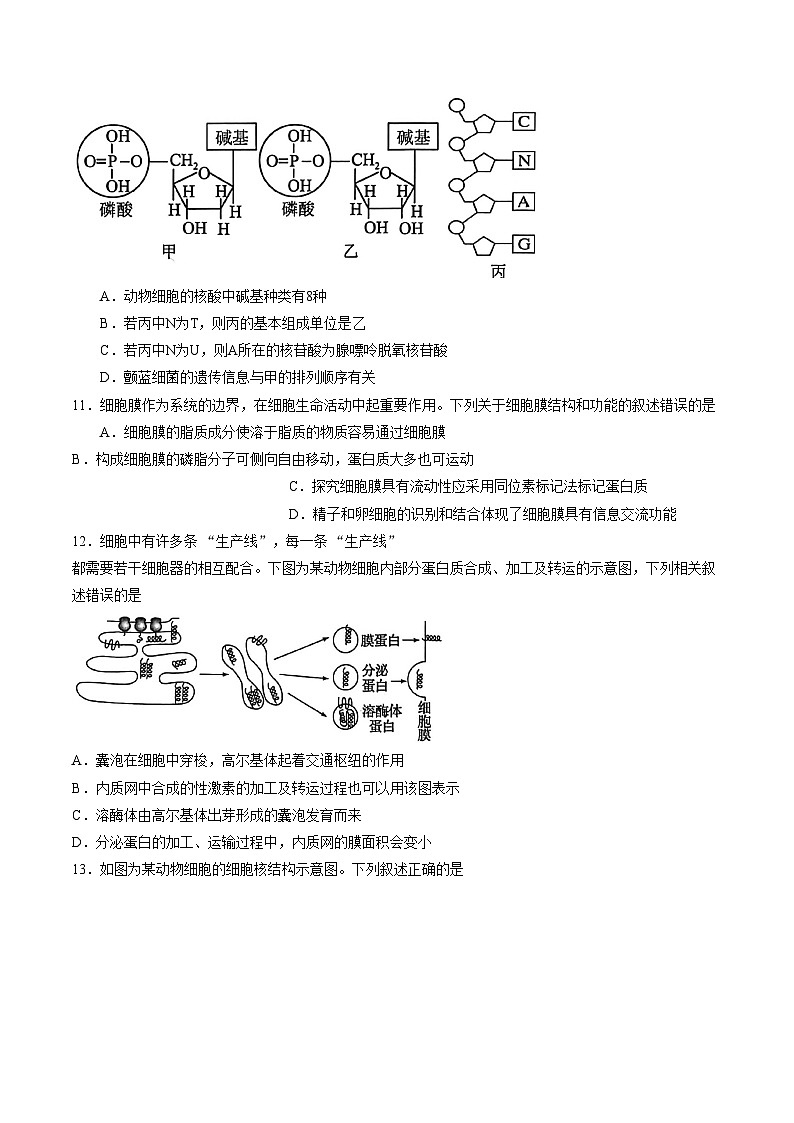 河北石家庄市长安区石家庄市第一中学2025一2026学年度第一学期高一年级生物学科期末考试试题（文字版，含答案）第3页