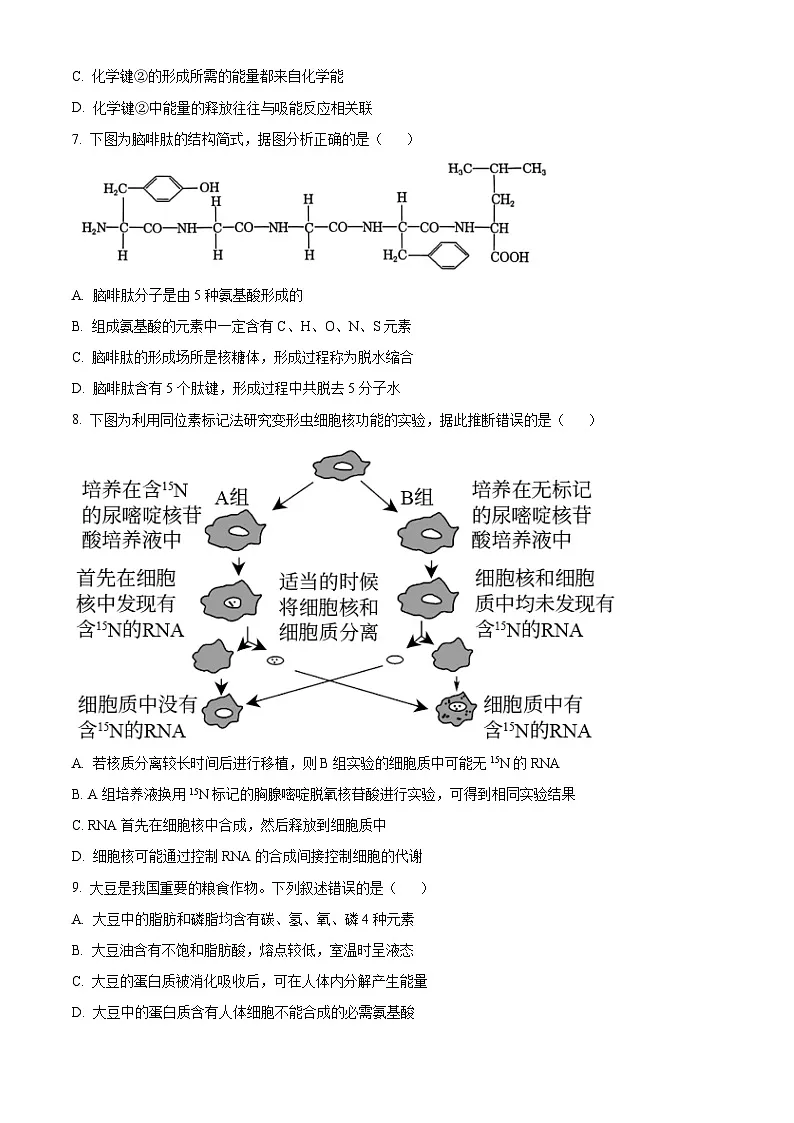 广东省大湾区普通高中2025—2026学年第一学期期末综合练习高一生物学（试卷+解析）第3页
