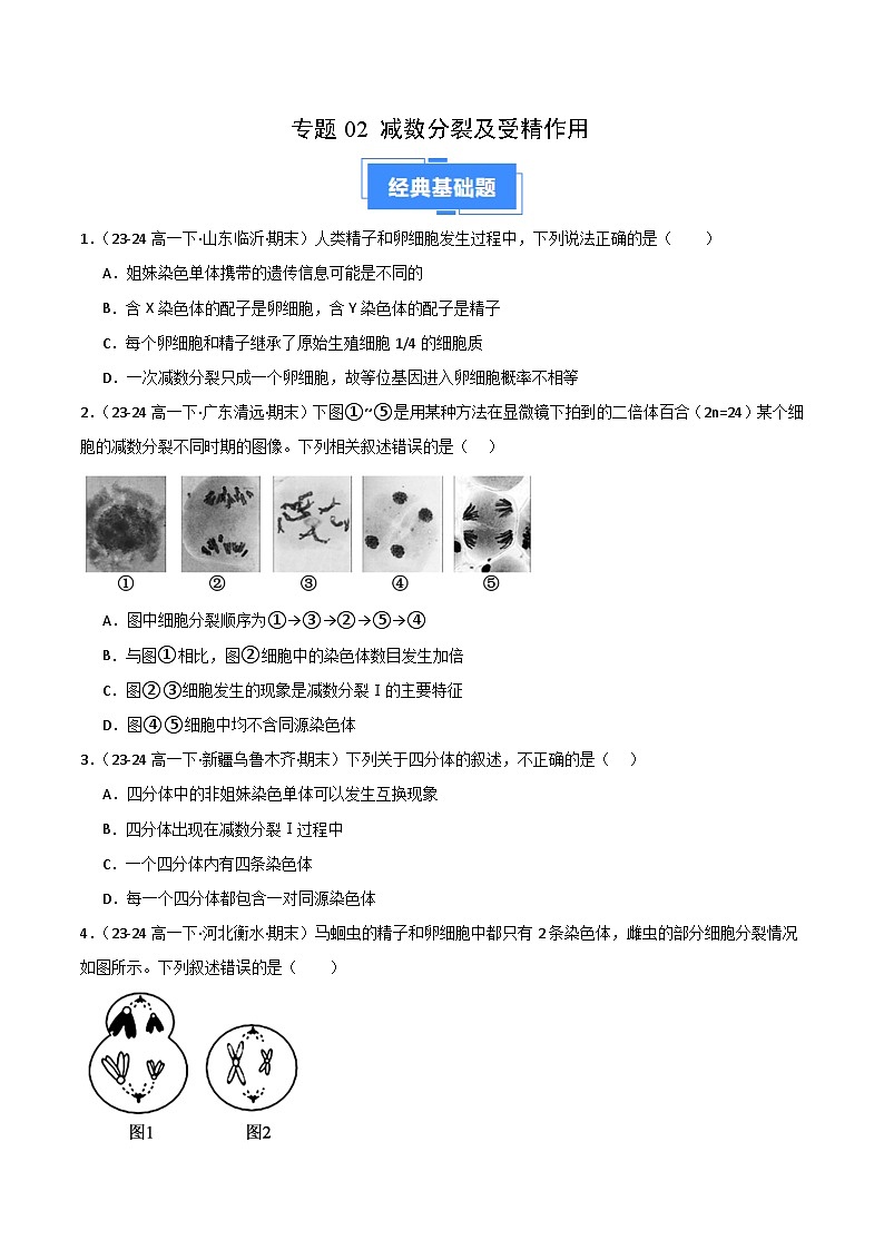 专题02 减数分裂和受精作用（2019人教版）（原卷版）第1页