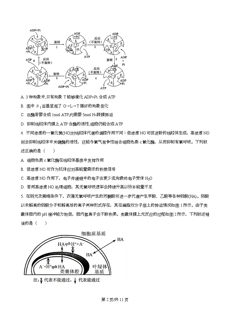 2026届重庆市重庆市沙坪坝区重庆市第一中学校高三一模生物试题 Word版无答案第2页