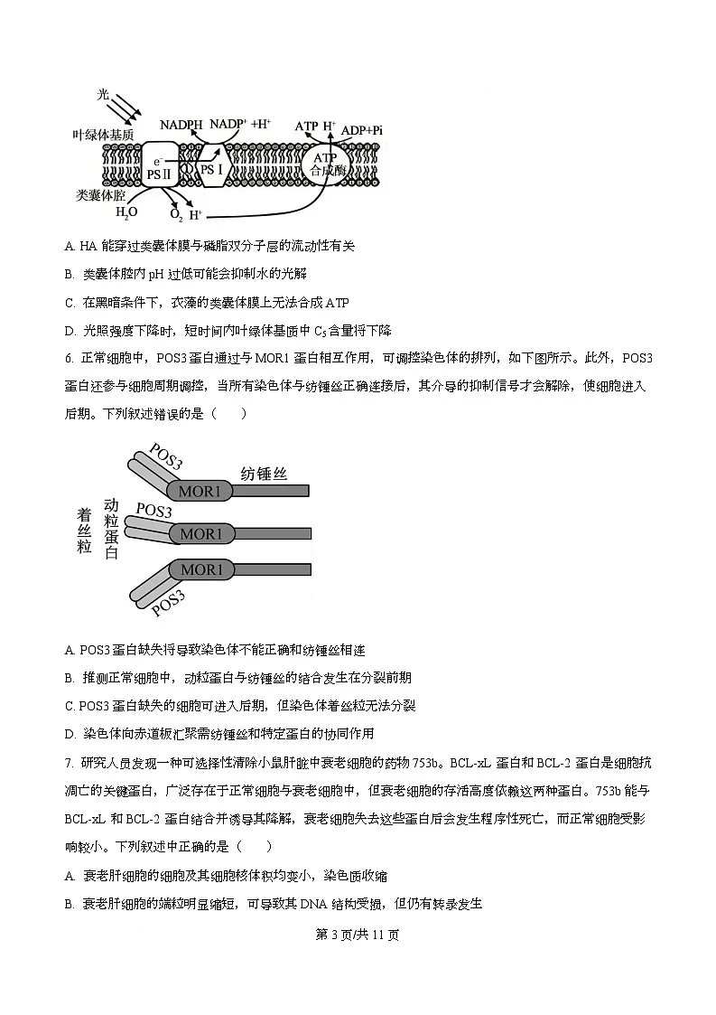 2026届重庆市重庆市沙坪坝区重庆市第一中学校高三一模生物试题 Word版无答案第3页