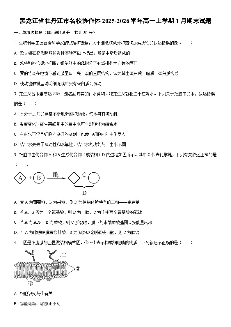 2025-2026学年黑龙江省牡丹江市名校协作体高一上学期1月期末生物试卷（学生版）第1页
