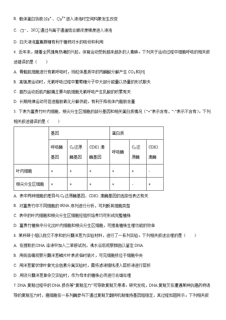 2026届安徽省淮北市高三上学期第一次质量检测生物试卷（学生版）第2页