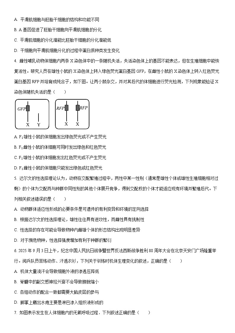 2026届湖北省十堰市高三一模生物试卷（学生版）第2页