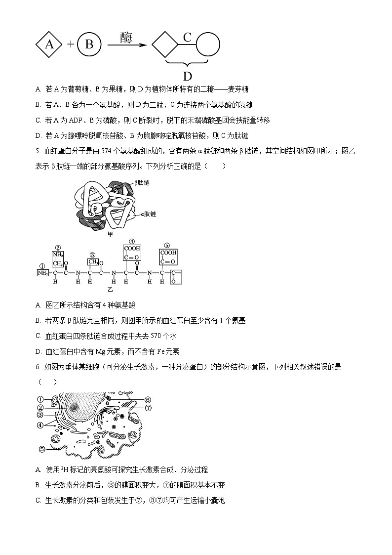 新疆喀什地区疏勒县2025-2026学年高一上学期期末生物试卷（试卷+解析）第2页