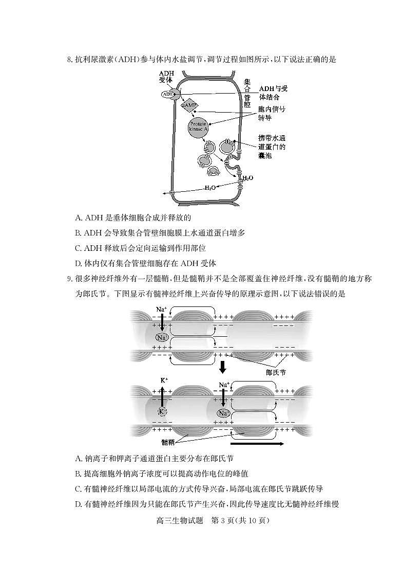 山东省枣庄市2026年高三高考一模生物学试卷含答案第3页
